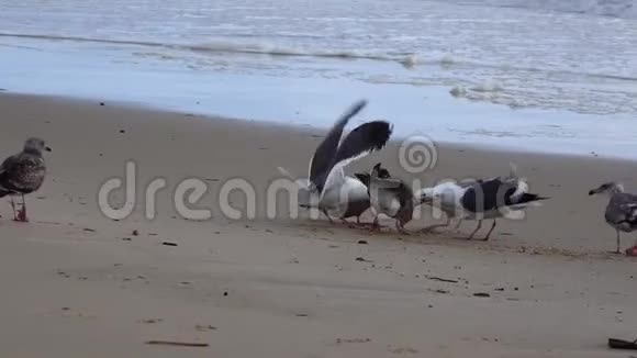 太平洋上的海鸟海鸥在冲浪的沙滩上觅食视频的预览图