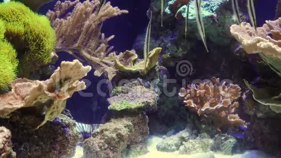 虾鱼鱼在咸水水族馆倒游斯蒂芬伯奇水族馆博物馆美国视频的预览图