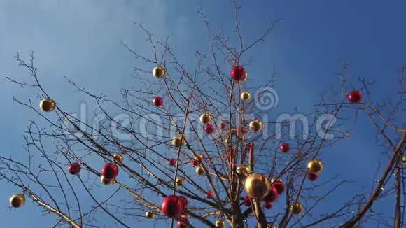 用圣诞灯泡装饰的树视频的预览图