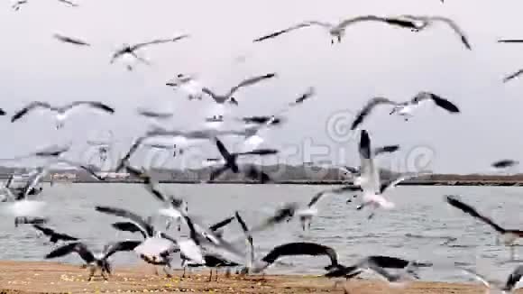 慢动作关闭许多海鸥降落吃爆米花的夹片爆米花已经洒在港口南部码头的混凝土上视频的预览图
