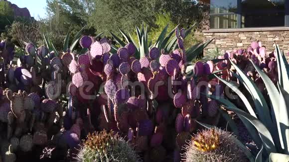 亚利桑那州菲尼克斯市植物园中不同类型的多刺梨仙人掌阿加瓦和费罗仙人掌视频的预览图