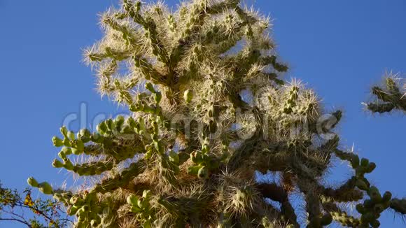 仙人掌在蓝天的背景下我们可以看到CaneCholaCylindropuntiaspinosior美国亚利桑那州视频的预览图