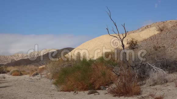 加州沙漠中的丘陵来自各种彩色粘土地层周围的沙漠植被视频的预览图