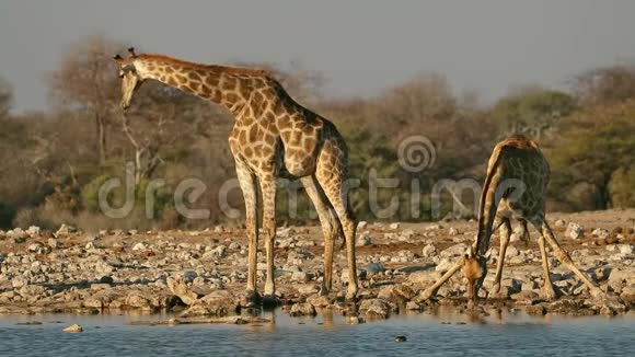 长颈鹿饮用水Etosha国家公园视频的预览图