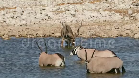Kudu和Gemsbok羚羊Etosha国家公园视频的预览图
