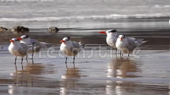 太平洋上的海鸟海鸥正在冲浪区的沙滩上休息视频的预览图