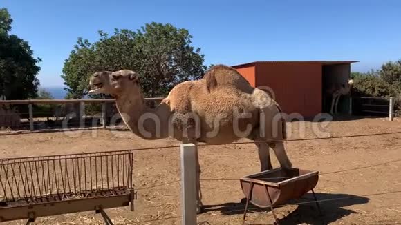 骆驼在阳光明媚的日子在动物园吃干草圈养动物的生活和营养视频的预览图