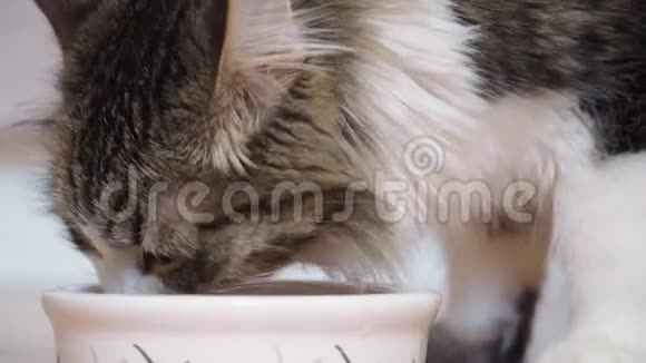 漂亮的毛茸茸的猫从碗里吃喂饱饥饿的小猫宠物的护理特写视频的预览图
