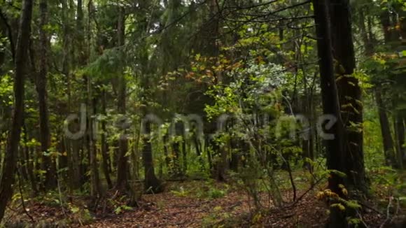 忧郁的森林秋天视频的预览图