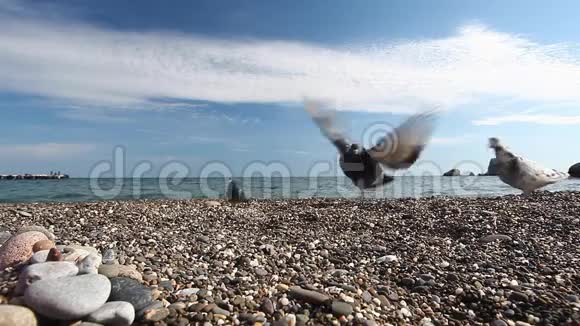 鸽子在海边的鹅卵石滩上啄食种子喂鸟视频的预览图