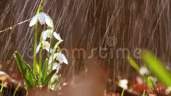 春雨时森林中白雪公主的花视频的预览图