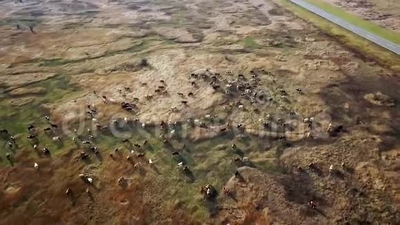 草地上放牧的奶牛的鸟瞰图视频的预览图