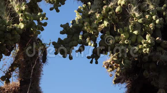 仙人掌在蓝天的背景下我们可以看到CaneCholaCylindropuntiaspinosior美国亚利桑那州视频的预览图