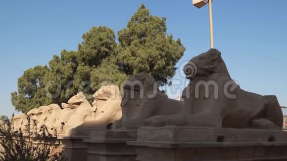 埃及卢克索神庙入口处的拉姆雕像视频的预览图