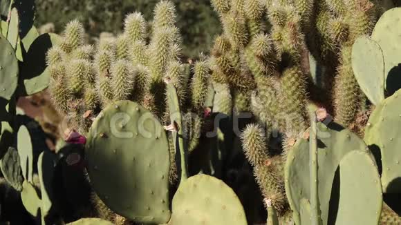 亚利桑那州菲尼克斯市植物园里不同类型的刺梨仙人掌视频的预览图