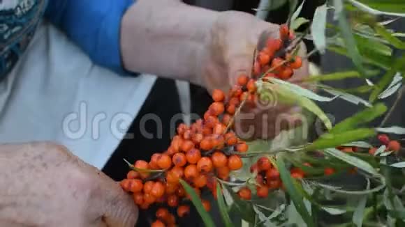 一位老人用手在罐子里收集沙棘浆果视频的预览图
