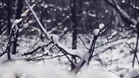 特写镜头雪躺在森林里的树枝上一个美丽的冬天故事慢动作对斯泰迪达姆的射击视频的预览图