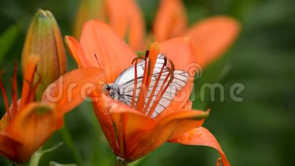 白蝶在一朵夏天的百合花中采集花蜜视频的预览图