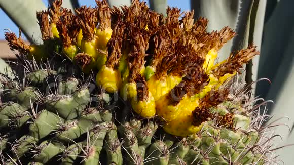 黄色的果实上面有种子上面有一个大的仙人掌美国亚利桑那州视频的预览图