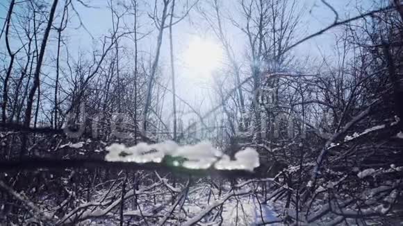 在阳光明媚的冬日美丽的雪林树枝上的冰慢动作Stedicam射击视频的预览图