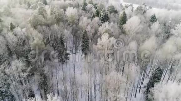 用雪覆盖的树木俯瞰冰冻的森林医生的录像视频的预览图