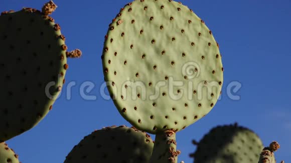 CactiOpuntia宏观中心对抗蓝天美国亚利桑那州视频的预览图