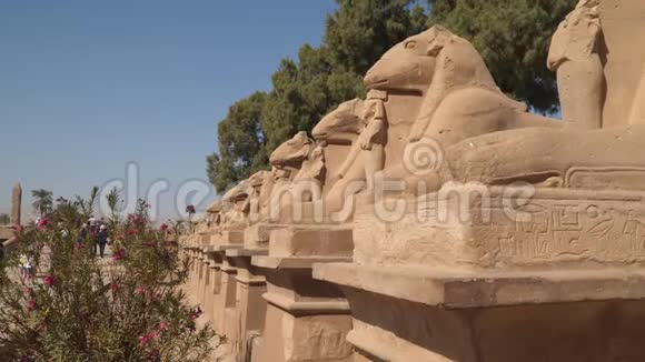 卡尔纳克神庙狮身人面像大道头有公羊在卢克索附近埃及视频的预览图