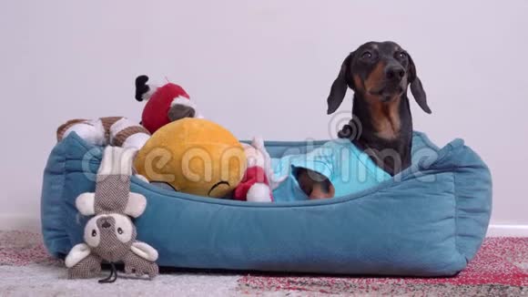 穿着蓝色T恤的狗狗躺在枕头床上放在他最喜欢的玩具里视频的预览图