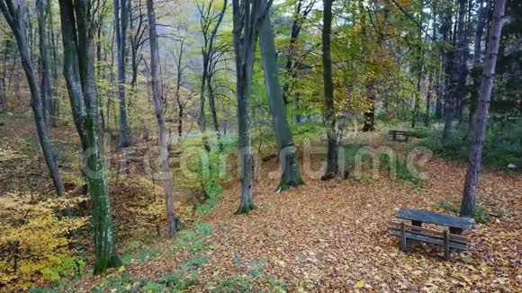 彩色秋天公园木凳周围棕叶的鸟瞰图视频的预览图