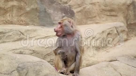 猴子坐在石头上打哈欠视频的预览图