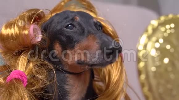 可爱的狗戴着假发和卷发在镜子里自我打扮视频的预览图