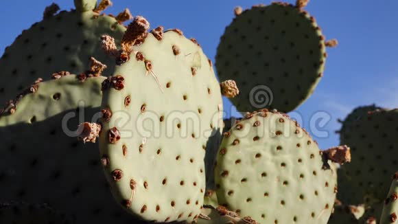 CactiOpuntia宏观中心对抗蓝天美国亚利桑那州视频的预览图