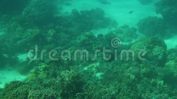 红海的水下世界珊瑚礁视频的预览图