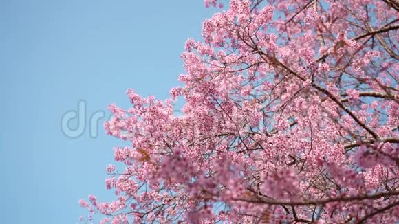 蓝天背景下的粉色樱花与复制空间视频的预览图