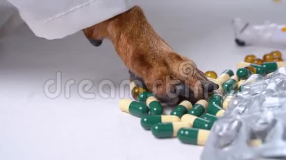 狗他的爪子打扮成医生翻过一堆药丸寻找合适的视频的预览图