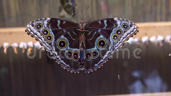 美丽的特写镜头一只蓝色的形态蝴蝶拍动翅膀热带昆虫来自美国视频的预览图