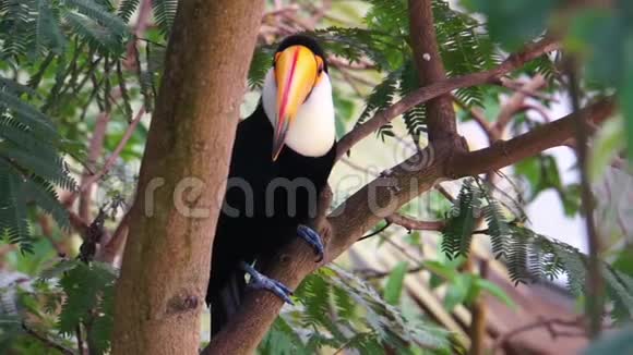 一只来自美国的热带鸟类巨嘴鸟在树上的特写肖像视频的预览图