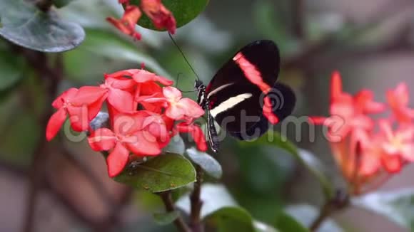 一只收集花蜜的红色邮差小蝴蝶来自美国哥斯达黎加的热带昆虫视频的预览图