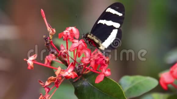 美国哥斯达黎加热带昆虫标本Hewitson长翅蝴蝶饮用花蜜特写视频的预览图