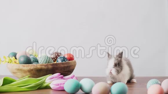 可爱的复活节兔子在木桌上五颜六色的鸡蛋和郁金香复活节节日装饰品复活节概念背景视频的预览图
