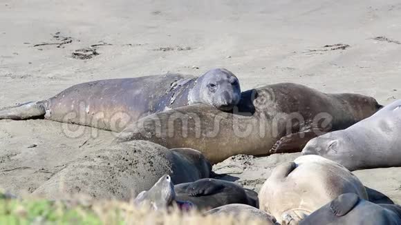 加州海狮和海豹很容易在美国的许多海滩上发现太平洋港口海豹大象海豹和视频的预览图