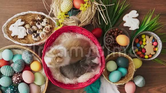 复活节兔子在篮子里木桌上放着五颜六色的鸡蛋复活节节日装饰品复活节概念背景视频的预览图