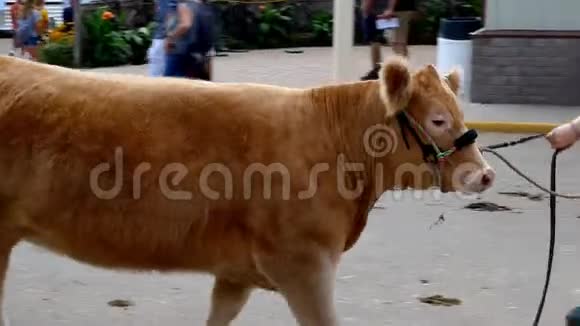 一个穿着黄色衬衫的女孩牵着一头棕色的小母牛牵着一根绳子手持式夹子视频的预览图