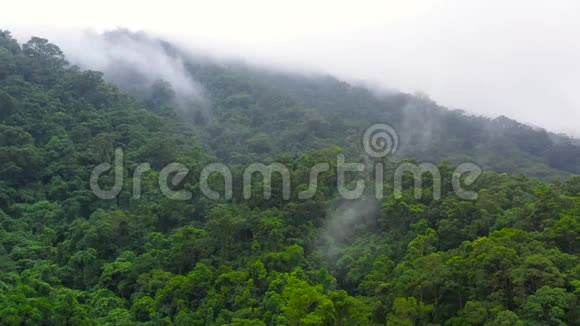 山顶上的雨林菲律宾吕宋岛高地视频的预览图