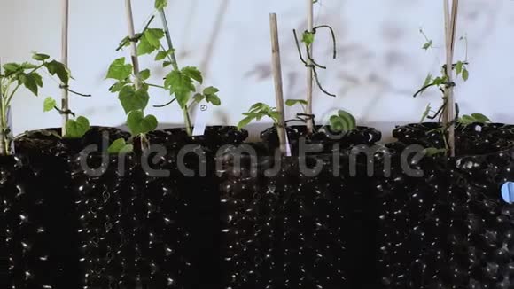 在季节来临之前在室内种植西红柿和黄瓜在花园里准备夏季视频的预览图