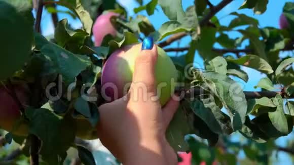 在蓝天的映衬下雌手正在摘一个成熟的大苹果视频的预览图