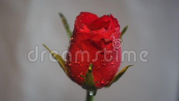 淡色背景下优雅的红玫瑰视频的预览图