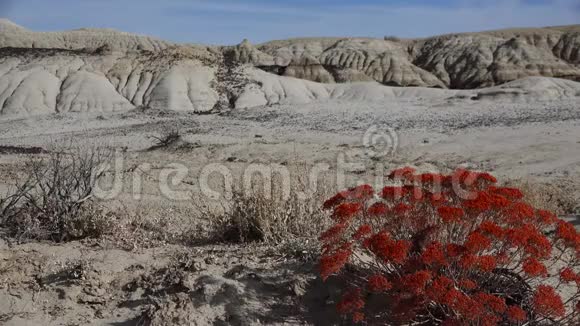 前景中的红色植物新墨西哥州阿希斯勒帕赫荒野研究区侵蚀形成的奇怪砂岩地层视频的预览图