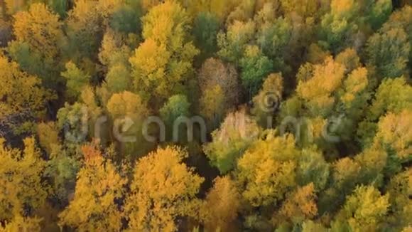 落叶秋林鸟瞰绿黄乔木视频的预览图
