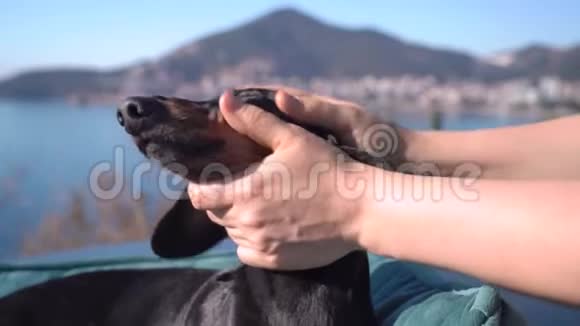 快乐的狗dachshund正在海边度假胜地接受一次按摩视频的预览图